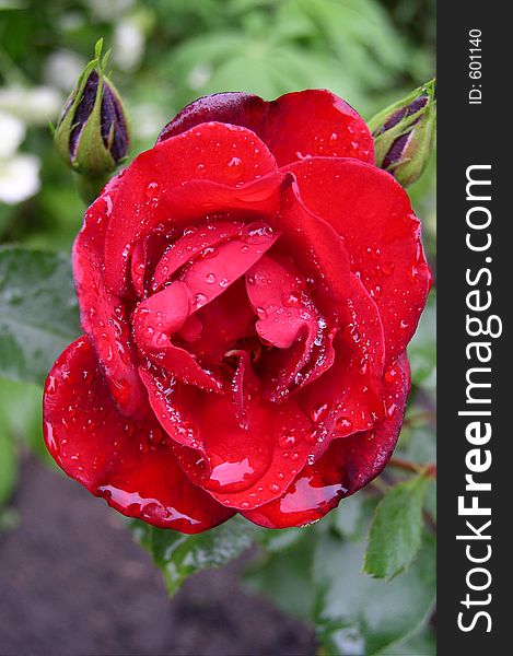 A red rose after rain