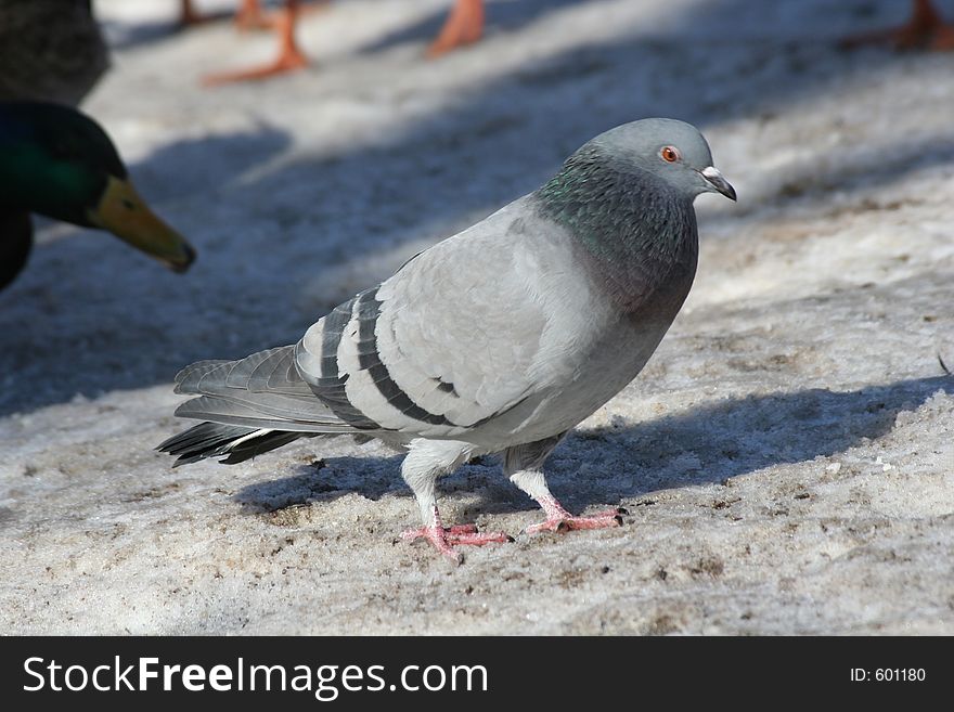 A pigeon on snow