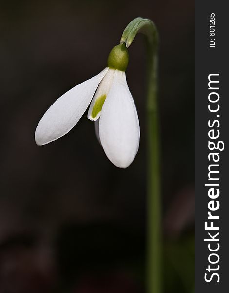 Snowdrop in the wood