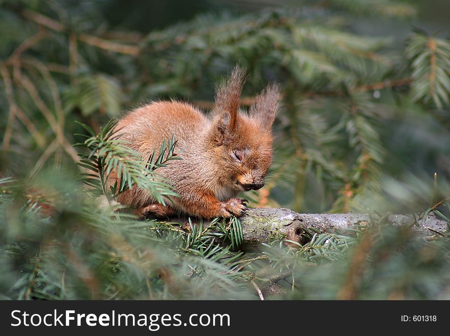 Sleeping little squirrel