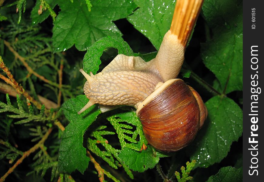 Close-up of a snail climbing on the branch