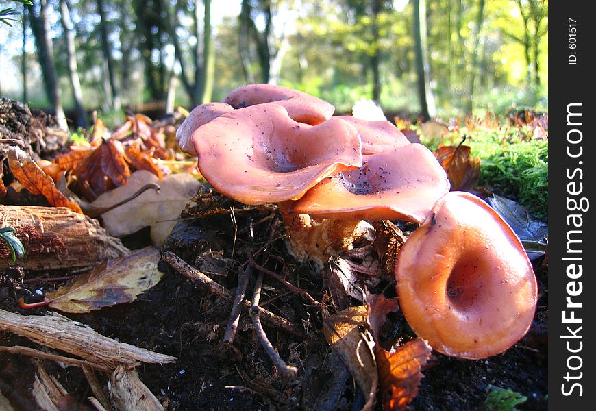 Closeup of the mushrooms with the sunny forest in the background.