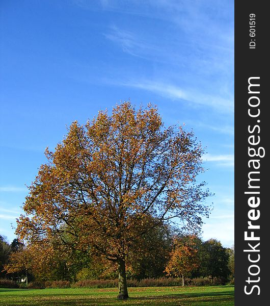 Big tree in the autumn