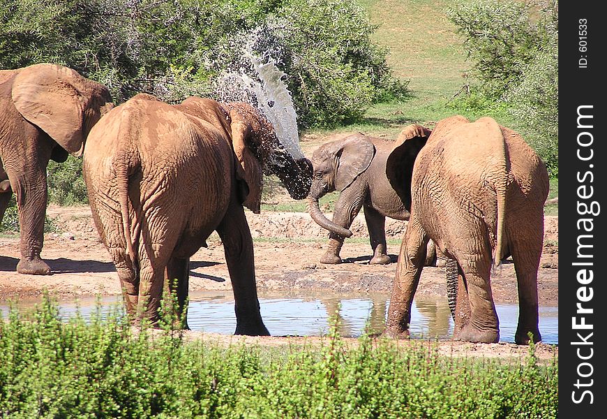 Elephants Playing At Waterhole