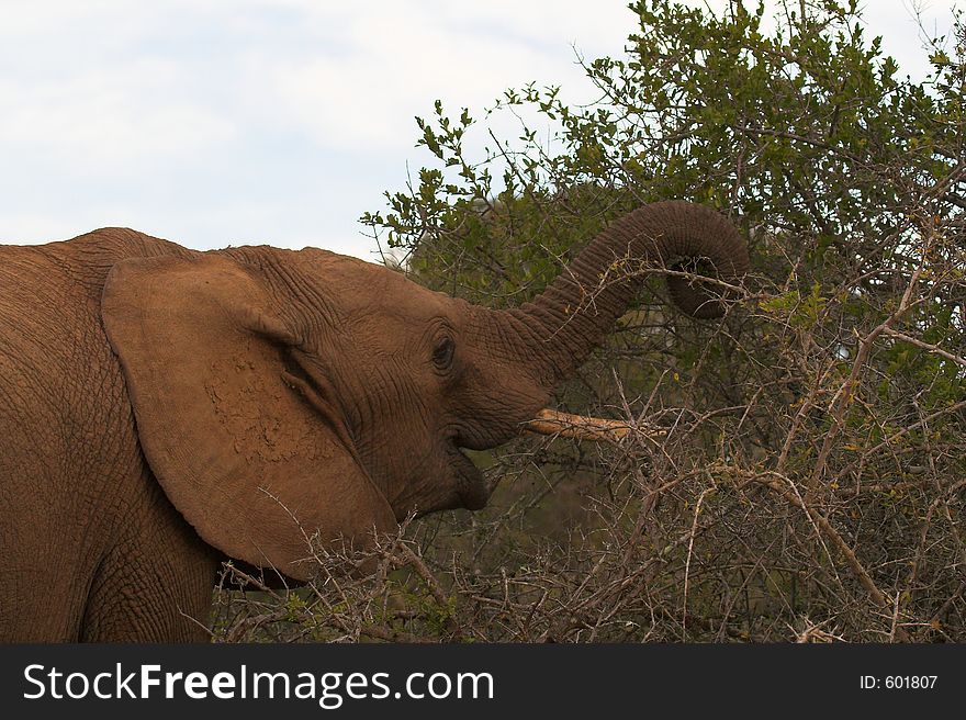 African Elephant feeding