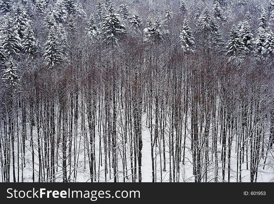 Late Winter Forest