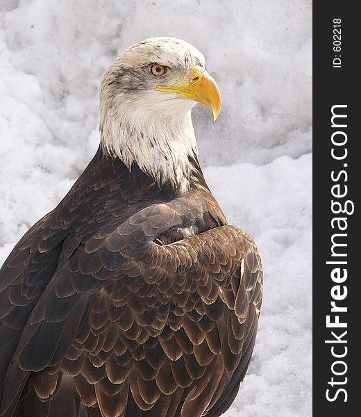 American white eagle, winter