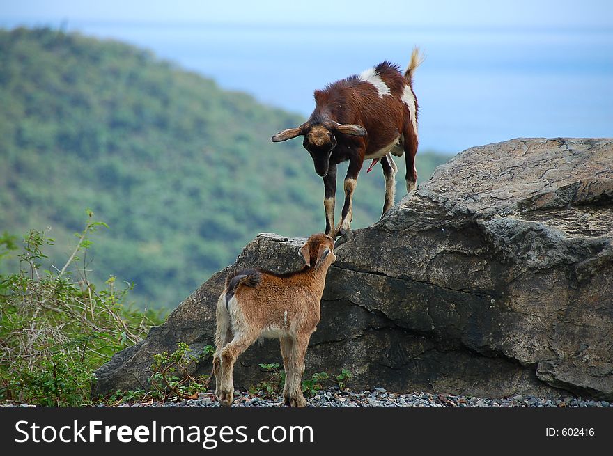 Goat Battle