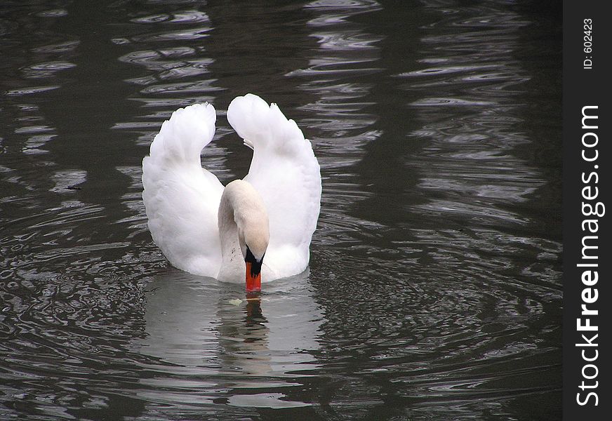 Swan on lake in water