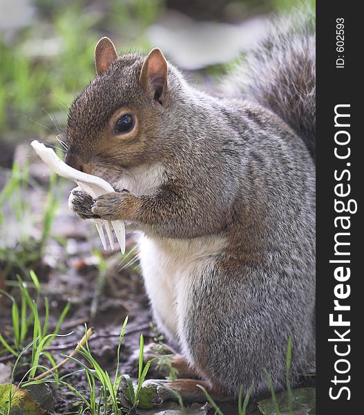 Sqirrel holding a fork. Sqirrel holding a fork