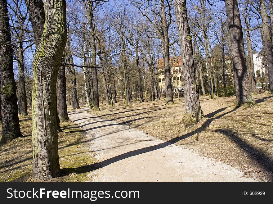 A grove in Spring.