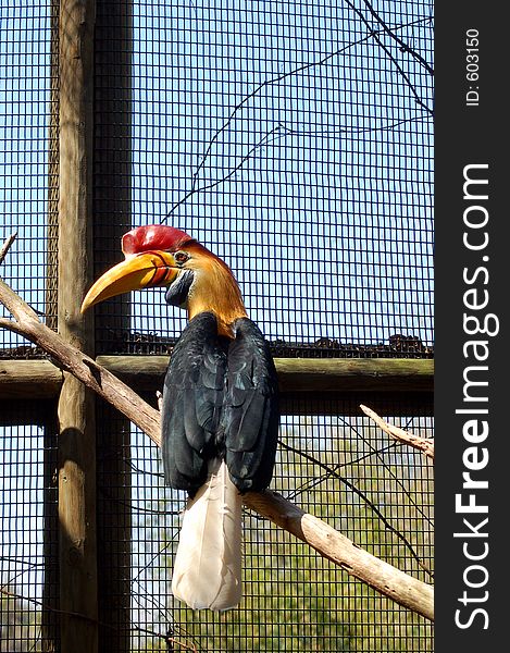 Sulawesi Red-Knobbed Hornbill