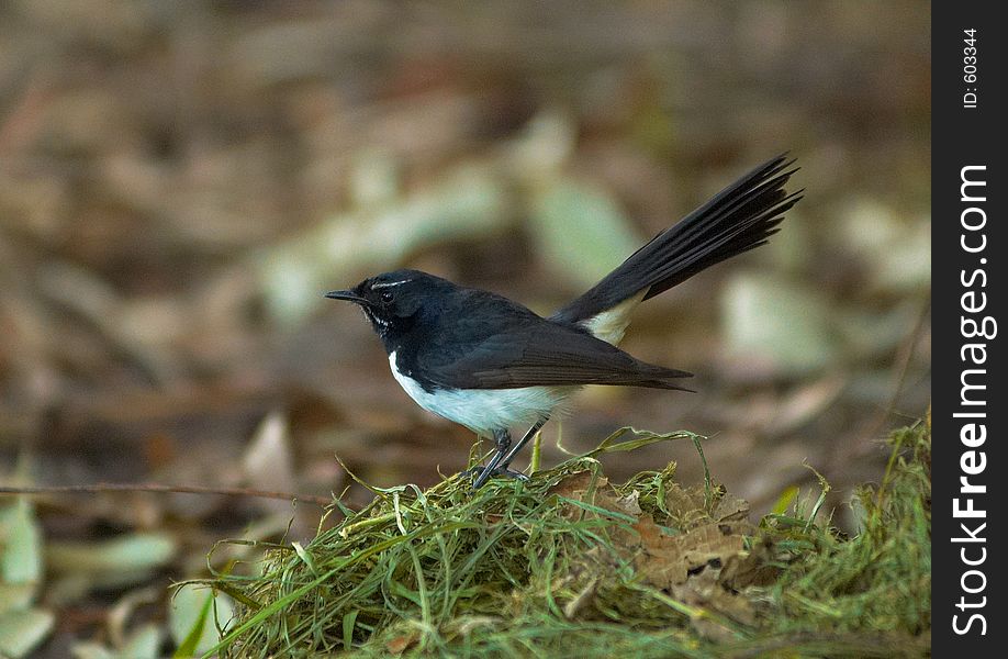 Black and white bird on a pile of grass. Black and white bird on a pile of grass