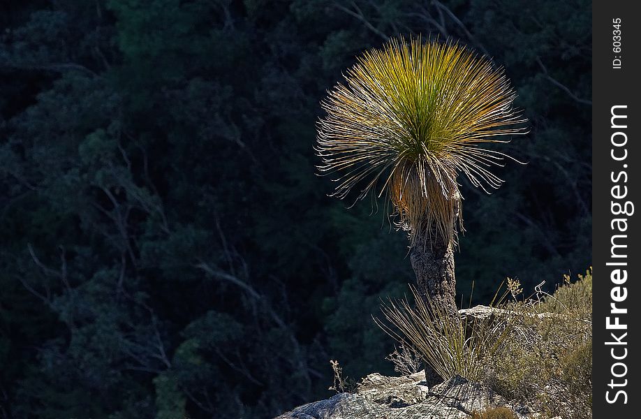 Grass tree (blackboy) on cliff top highlighted by sunlight