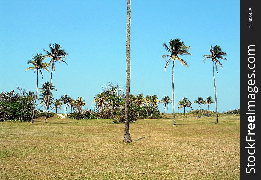 Grass field and palms at tropical coastline. Grass field and palms at tropical coastline