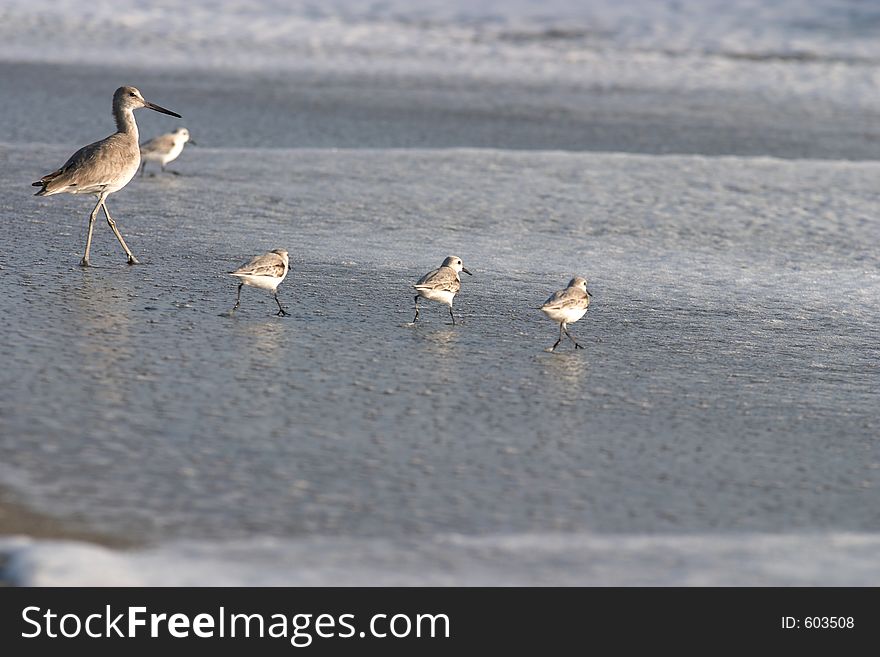 A group of shorebirds looking for food along the beach. A group of shorebirds looking for food along the beach