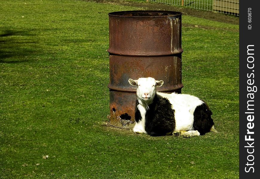 Goat laying all alone in field by old rusty burn barrel. Goat laying all alone in field by old rusty burn barrel