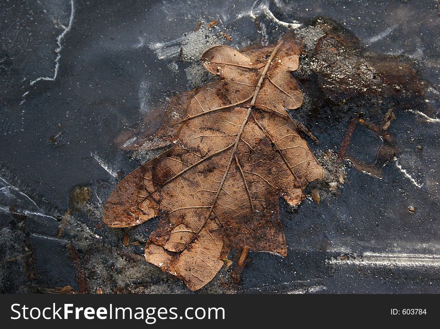 Leaf In Ice