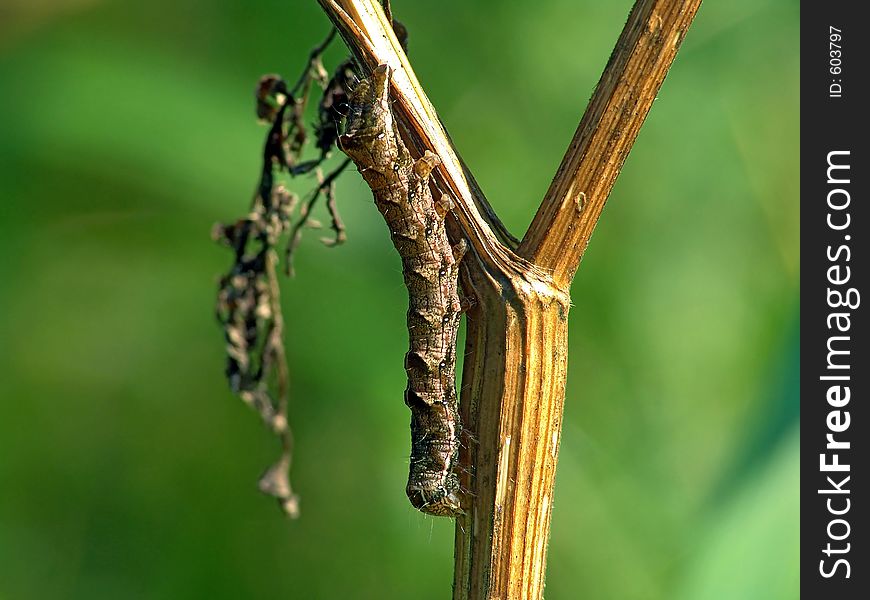 Caterpillar Of The Butterfly Of Family Noctidae.