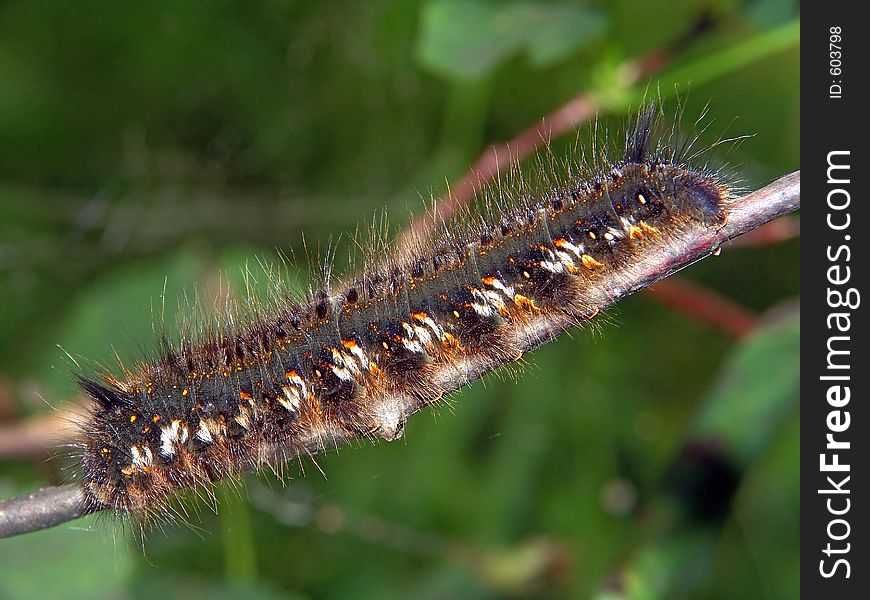 A caterpillar of butterfly Euthrix potatoria families Lasiocampidae. Length of a body about 50 mm. Hair, bristle - poisonous. The photo is made in Moscow areas (Russia). Original date/time: 2005:07:06 13:44:41. A caterpillar of butterfly Euthrix potatoria families Lasiocampidae. Length of a body about 50 mm. Hair, bristle - poisonous. The photo is made in Moscow areas (Russia). Original date/time: 2005:07:06 13:44:41.