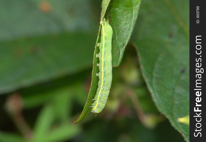 Caterpillar Of The Butterfly Of Family Noctidae.