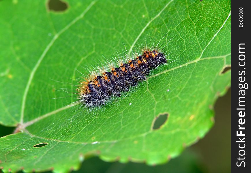 A caterpillar of the butterfly of family Arctiidae (it is possible Epicallia villica). Length of a body about 25 mm. The photo is made in Moscow areas (Russia). Original date/time: 2004:08:19 10:28:24. A caterpillar of the butterfly of family Arctiidae (it is possible Epicallia villica). Length of a body about 25 mm. The photo is made in Moscow areas (Russia). Original date/time: 2004:08:19 10:28:24.