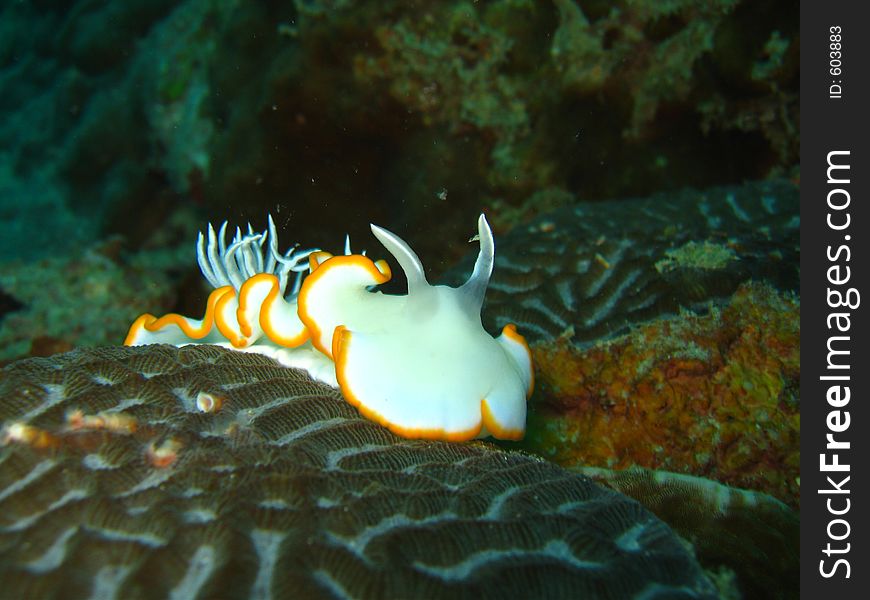White nudibranch on a coral