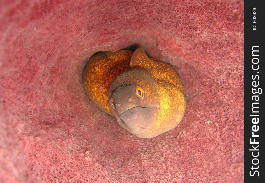 Morey eel in barrel sponge