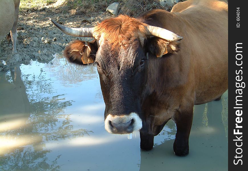 Cow at ordunha