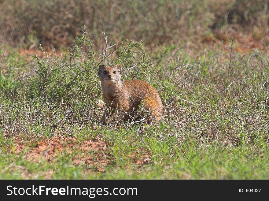 Rare glimpse of an YellowTail Mongoose