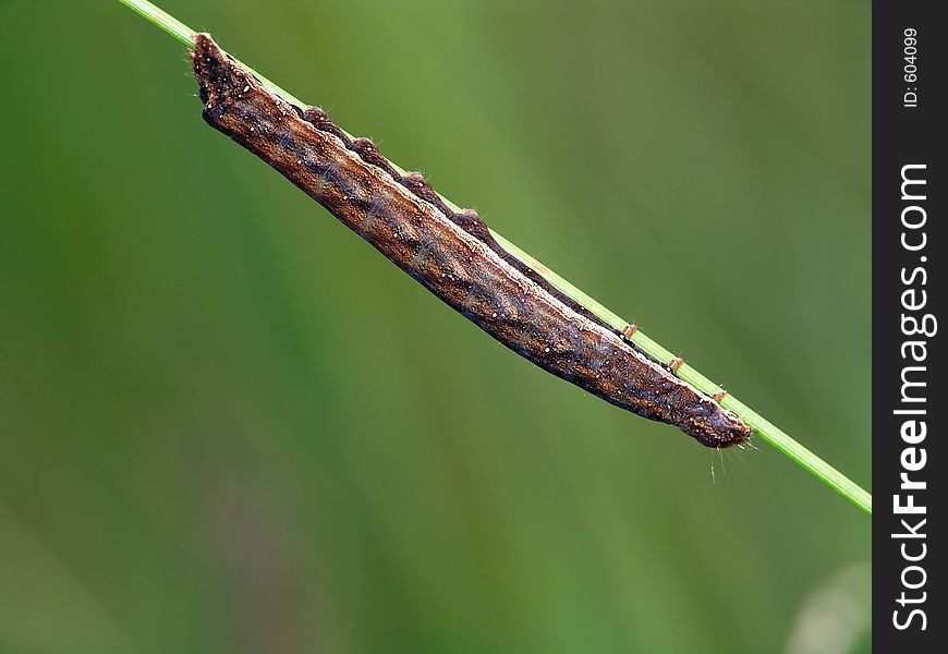 Caterpillar Of The Butterfly.