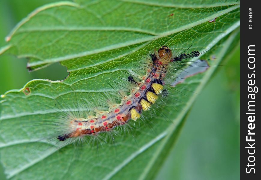 Caterpillar of butterfly Orgyia antiqua.