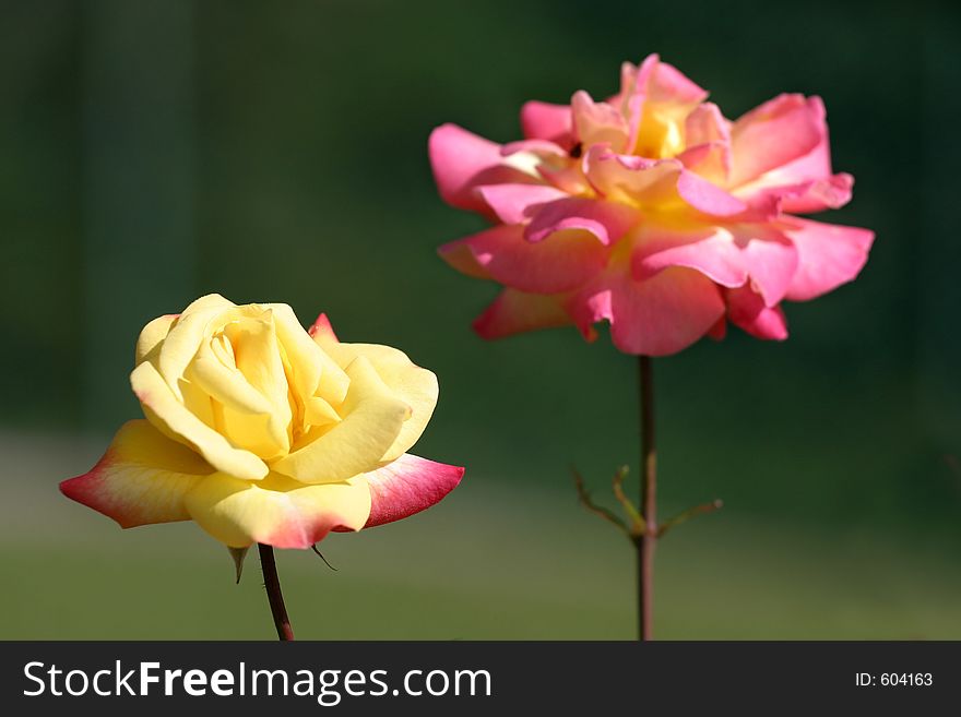 Yellow and pink peony roses