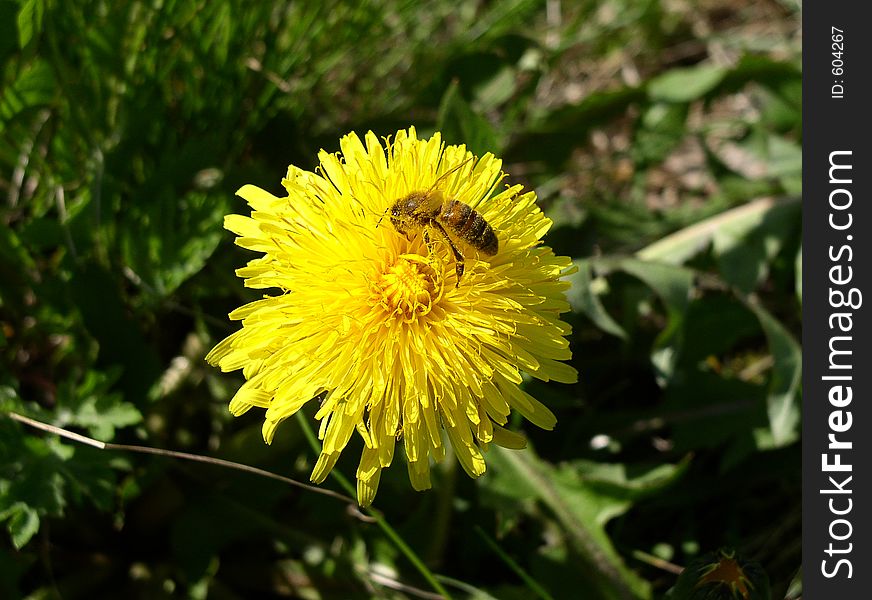 Dandelion with a bee