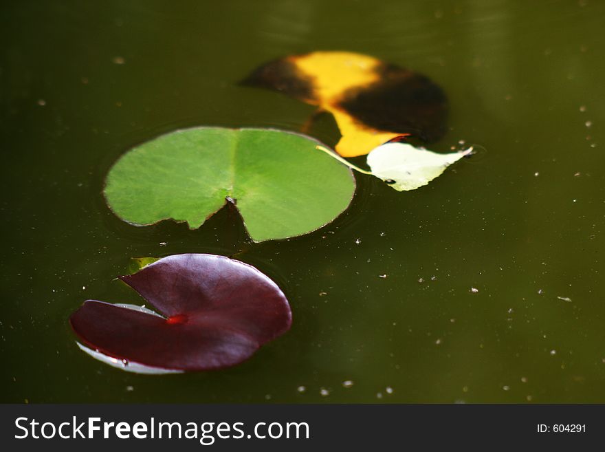 Lily, pads, pond, water, leaves, three, red, yellow, green, surface. Lily, pads, pond, water, leaves, three, red, yellow, green, surface
