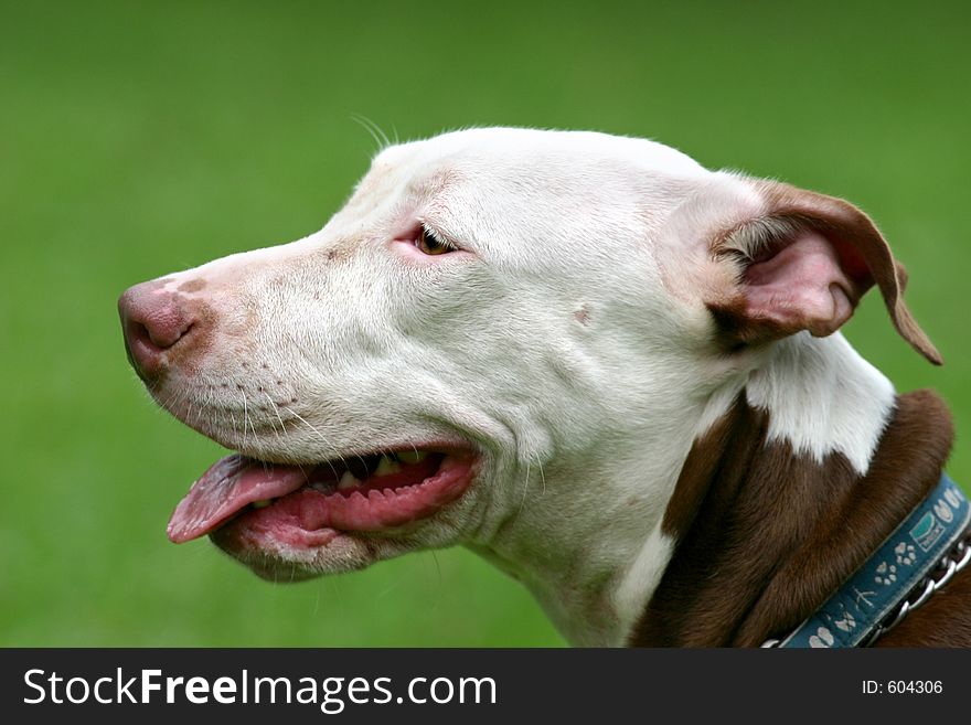 White faced bull terrier panting in a park