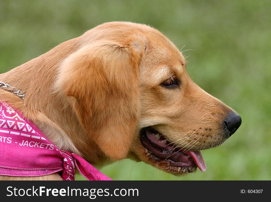 Golden Retriever puppy with pink scarf