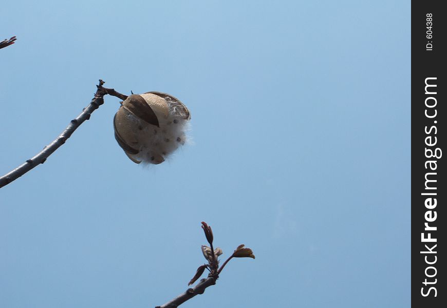 Cotton flower against blue skies