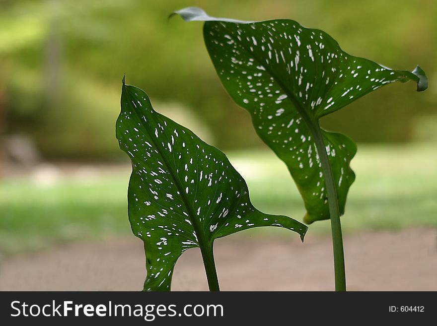 Leaves with Holes