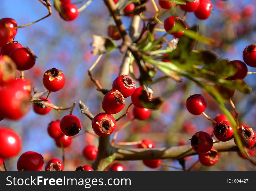 Red autumn berries. Red autumn berries