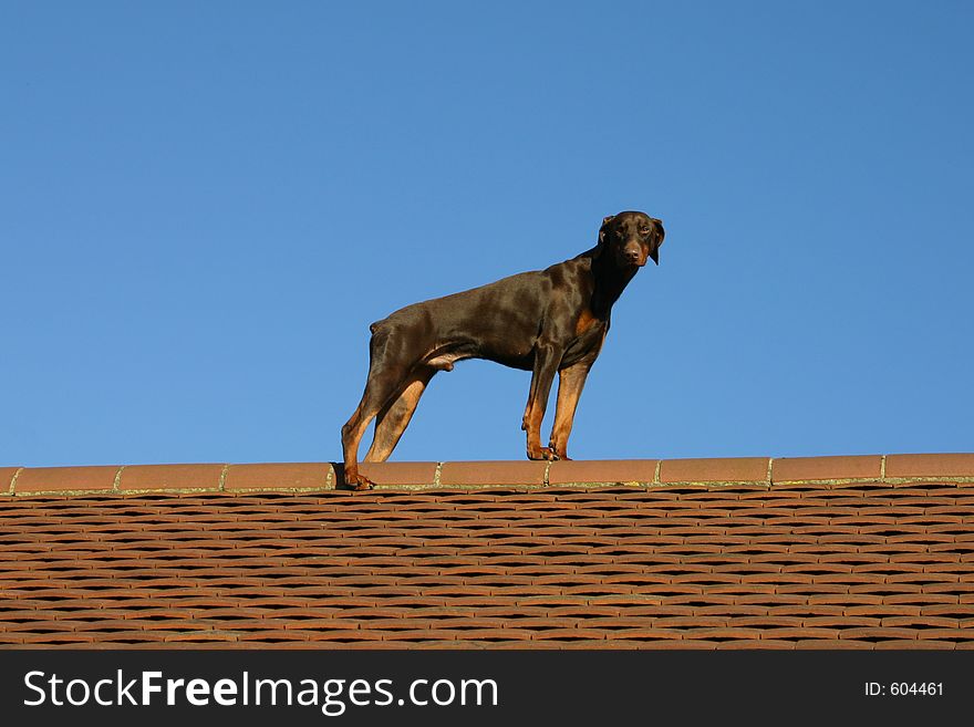 Doberman Pinscher dog on a tiled roof. Doberman Pinscher dog on a tiled roof