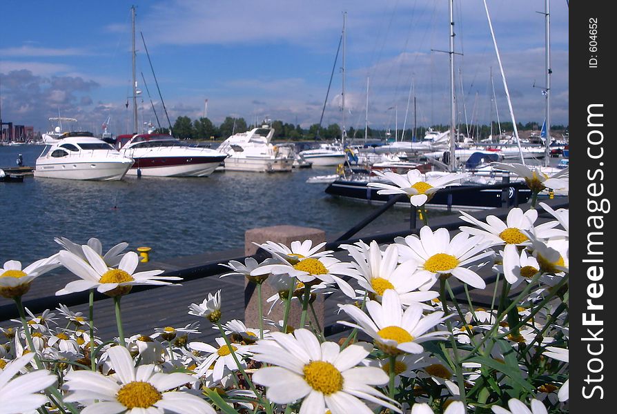 Chamomiles on a background of yachts