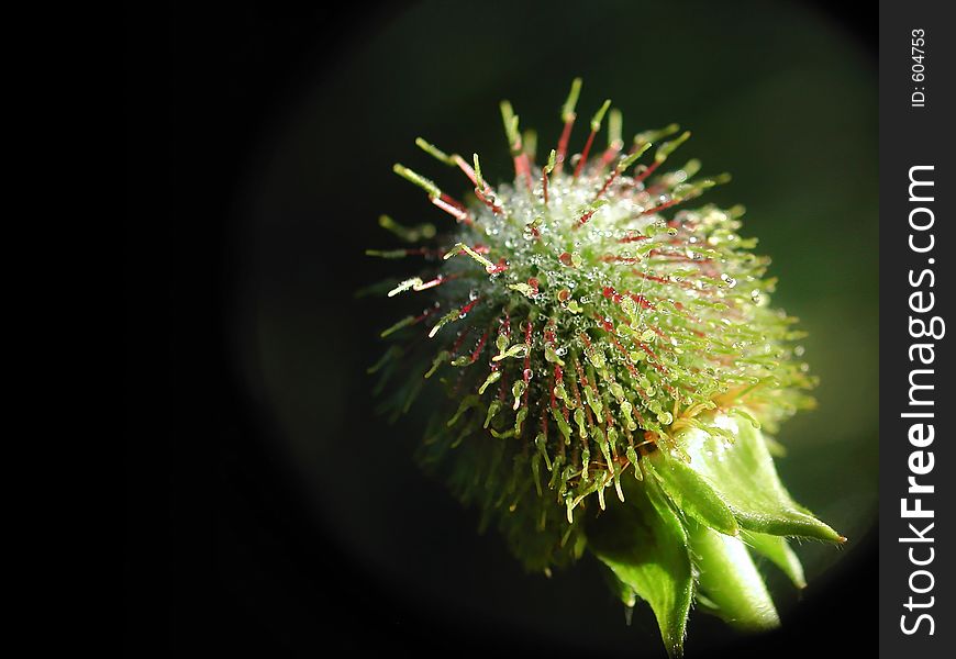 The early-dew on the plant