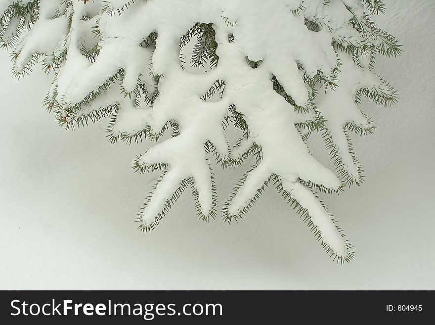 Snow on spruce tree, protruding needles