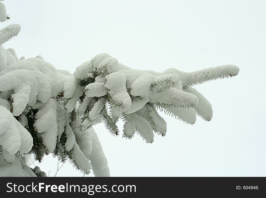 Snow-laden spruce tree. Snow-laden spruce tree