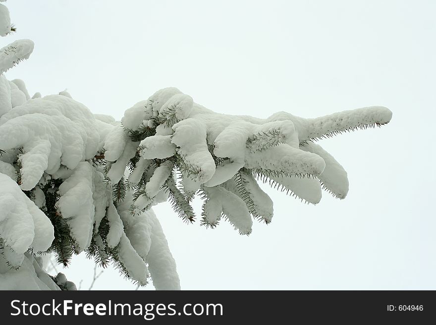 Snowy Spruce Finger