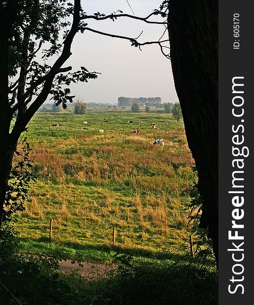 Sunny pasture with cattle framed by silhouette of trees