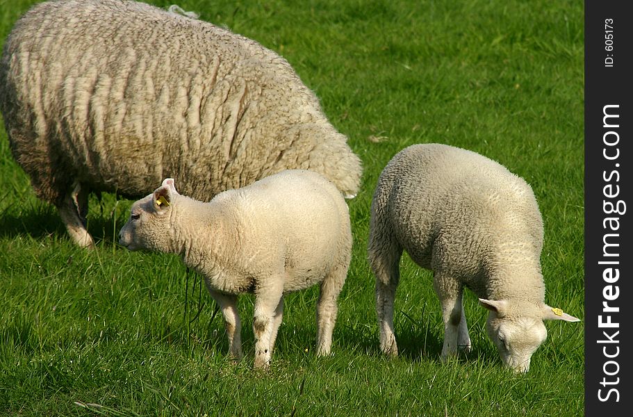Two small sheep and mother grazing in a lush green grass. Two small sheep and mother grazing in a lush green grass