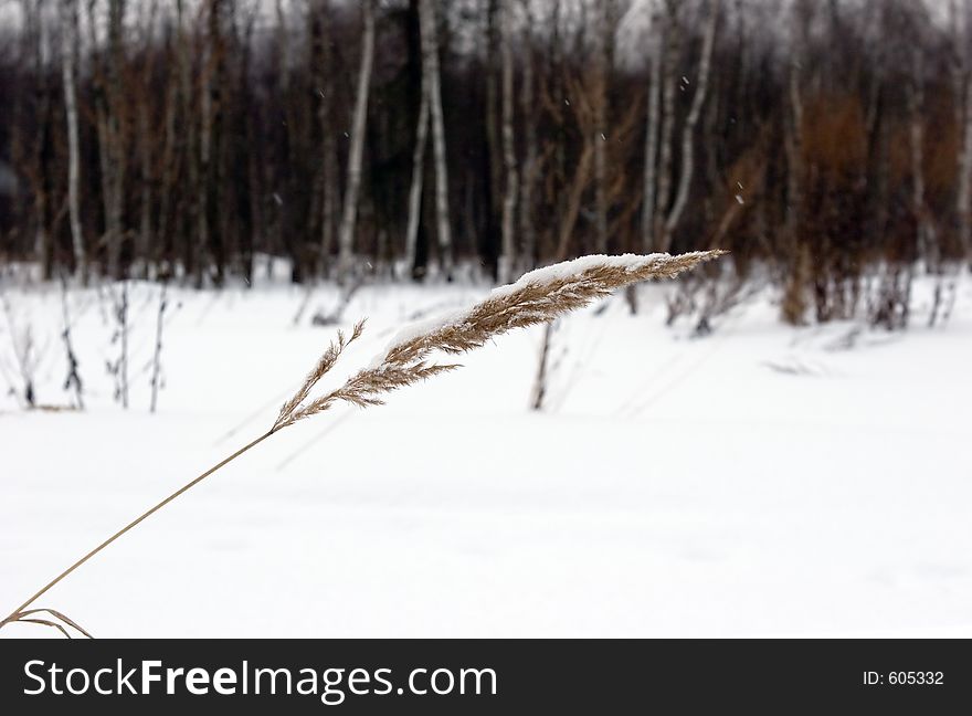 Grass Under Snow