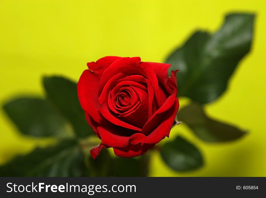 Red rose with selctive focus on rosebud and leaves blurred. Red rose with selctive focus on rosebud and leaves blurred